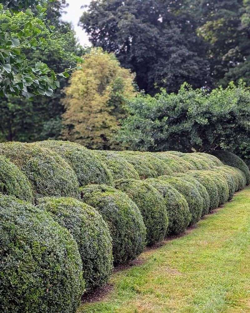 Boxwood Handles Shaping Into Tight Hedges