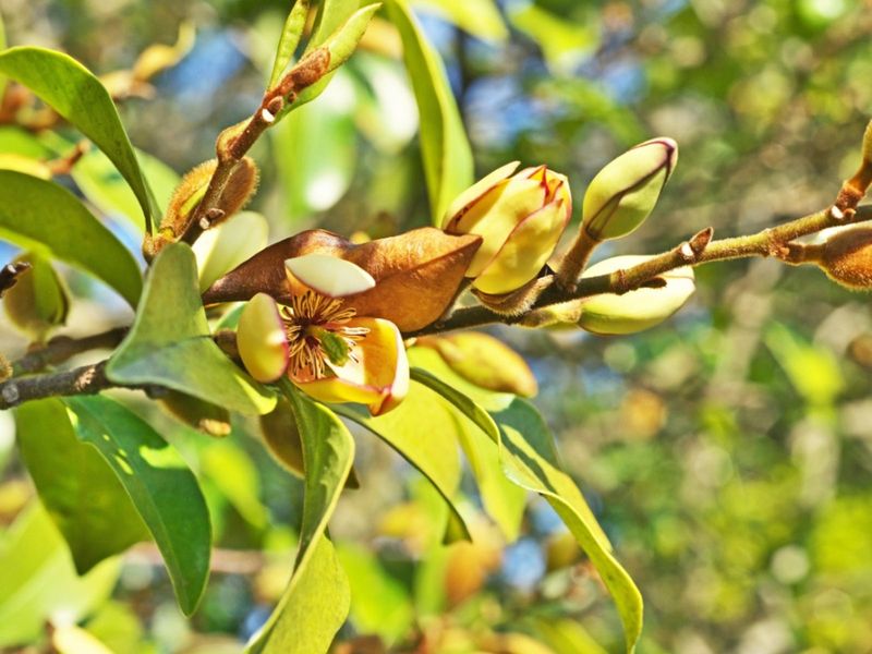 Banana Shrub (Michelia Figo)