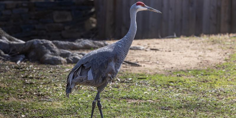 Availability Of Food Sources In Lawns And Gardens