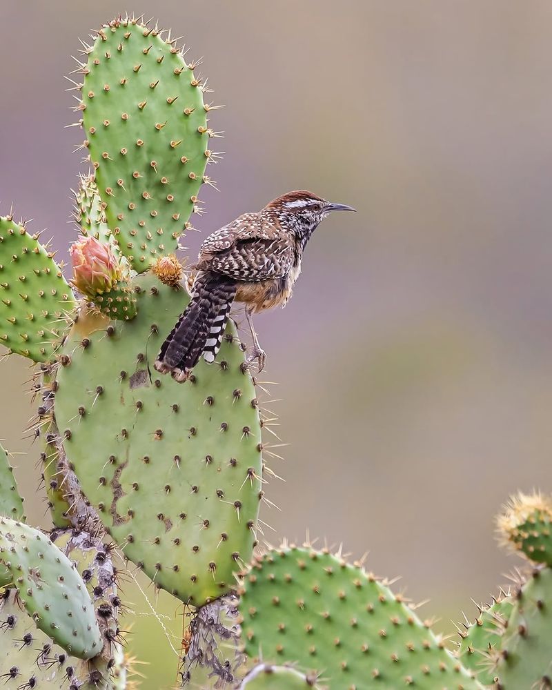Frequent Sightings Point To A Steady Food Source