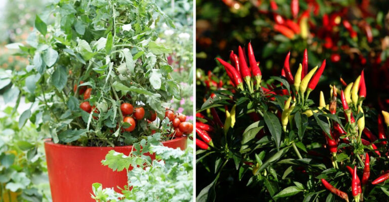 Cherry tomatoes and peppers