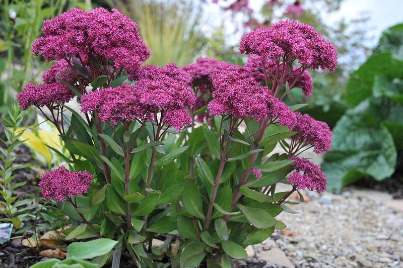 Hardy Sedum That Loves Hot Dry Driveway Edges