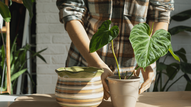 Shock From Temperature Fluctuations