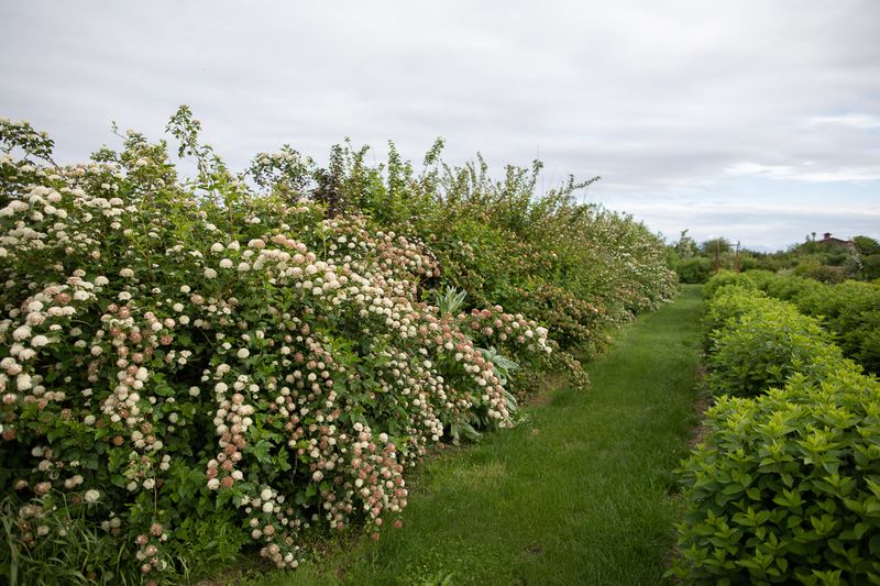 Dense Shrub Borders Offering Shelter And Protection

