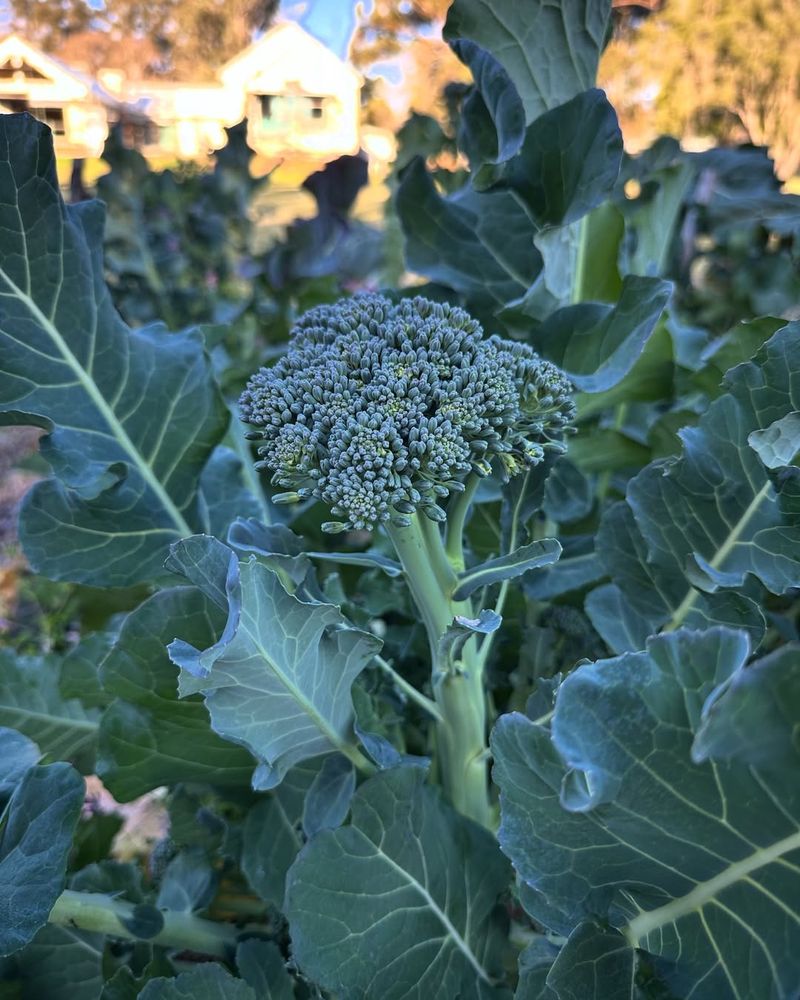 Fading Season Broccoli