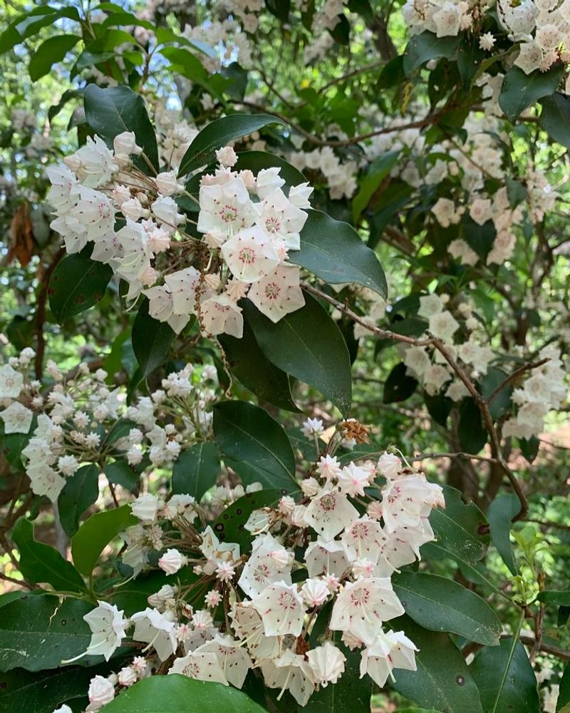 Supports Pollinators And Local Ecosystems