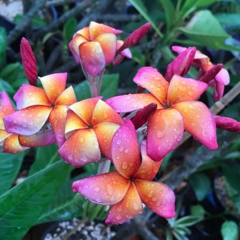 Blooms from Late Spring Through Fall