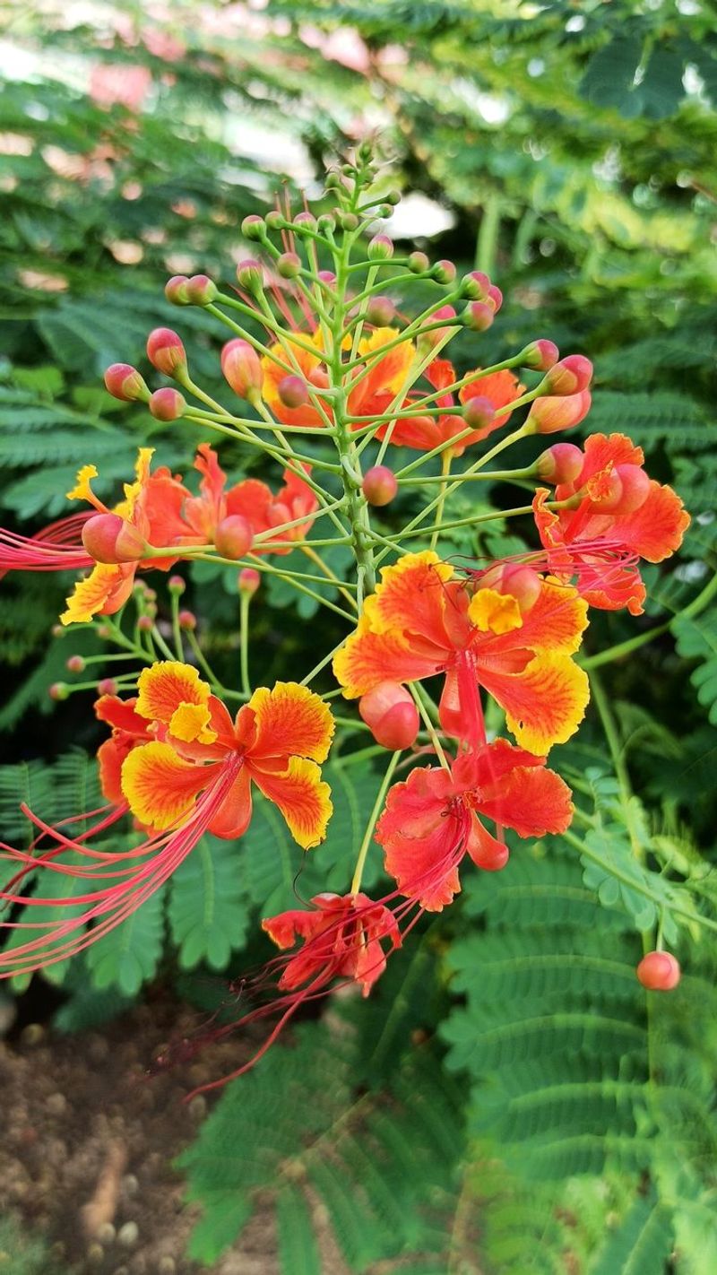 Mulch Helps Retain Moisture As Conditions Dry Out