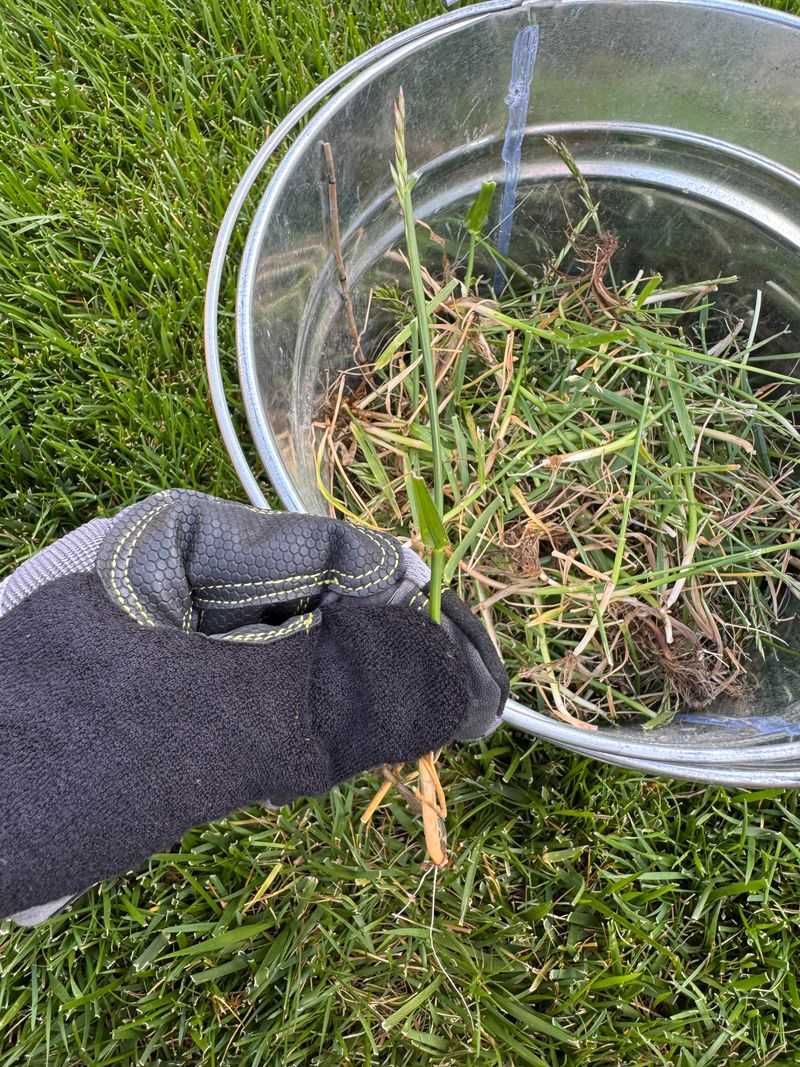 Ignoring Early Weeds Makes The Problem Worse