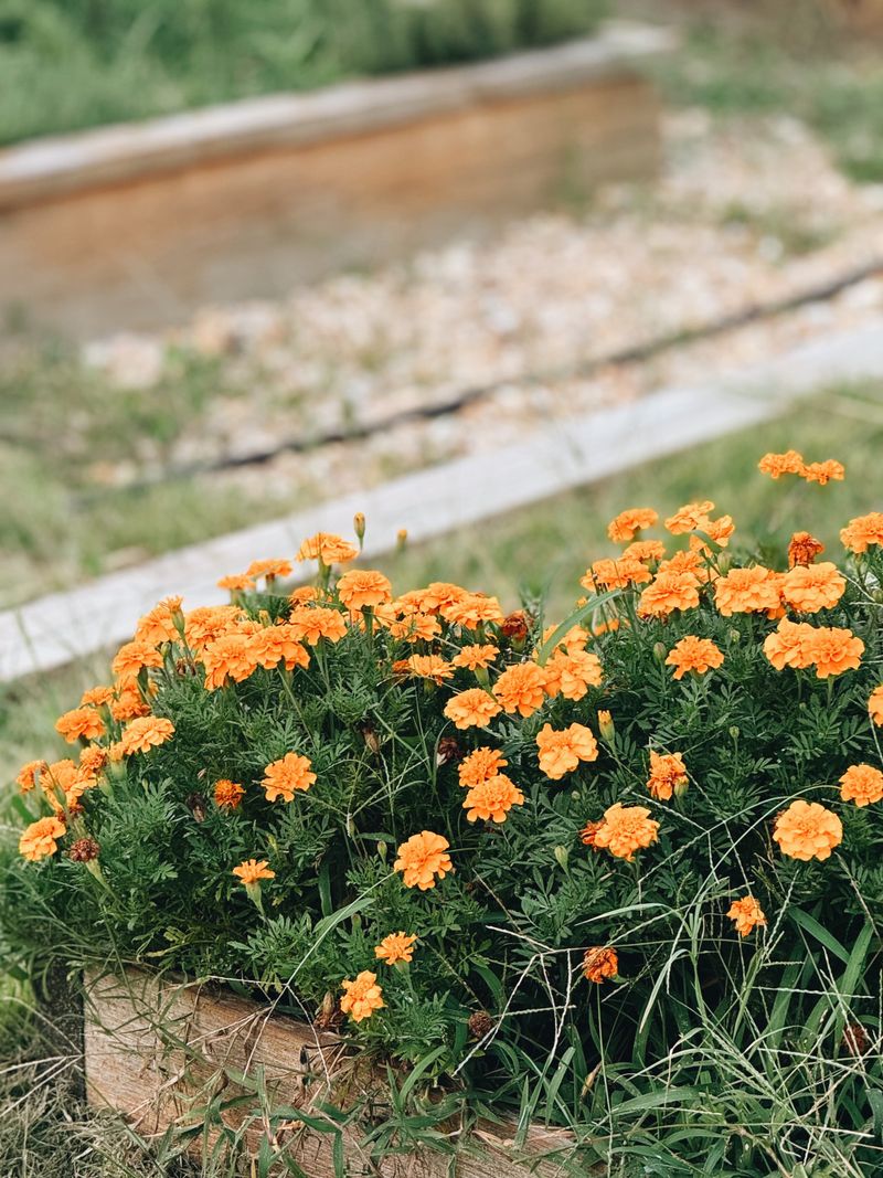 Competition With Early Weeds