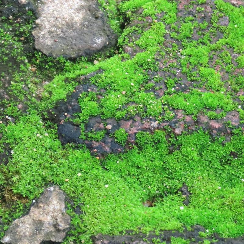 Acidic Soil And Moss Presence