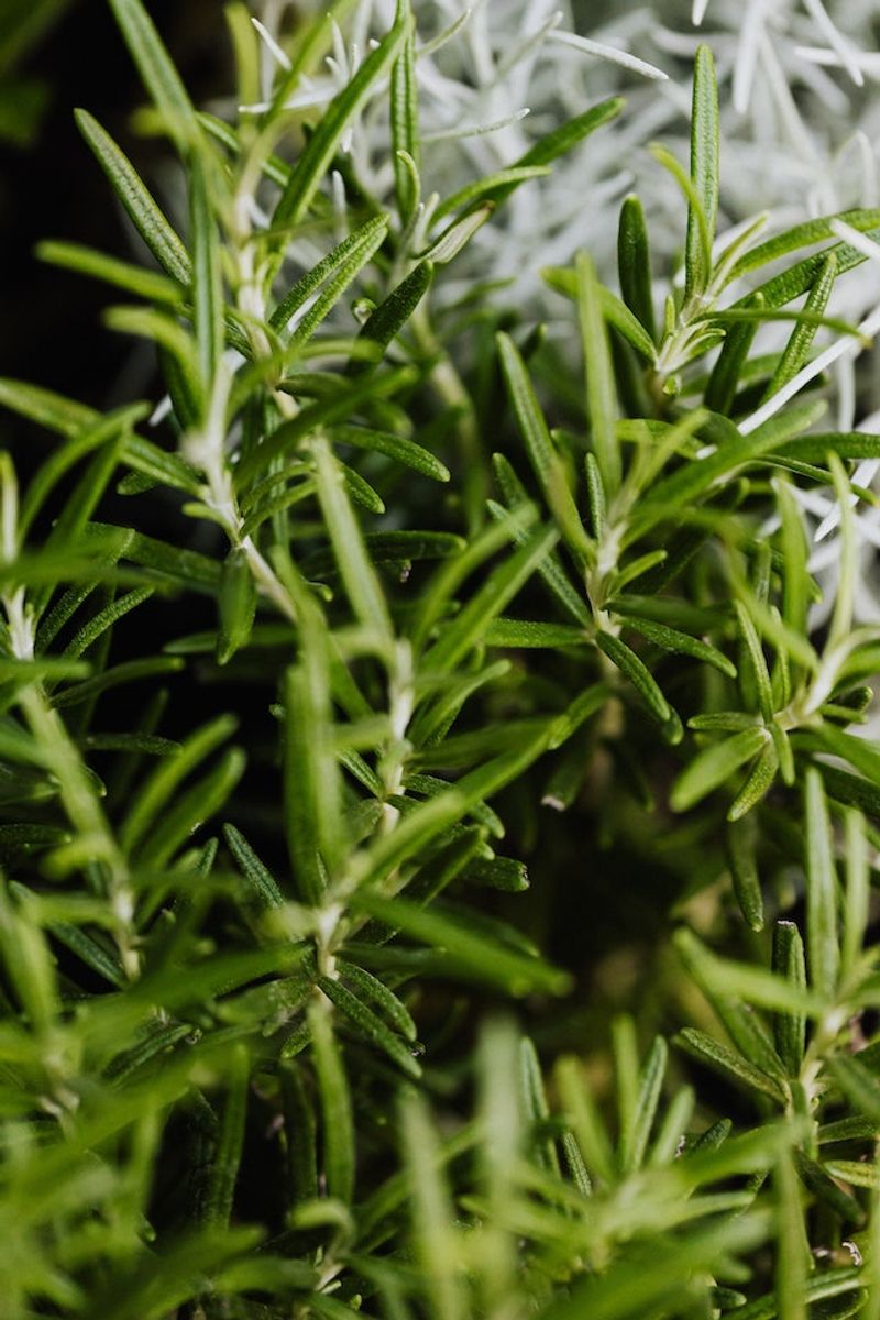 Rosemary Acts As A Natural Bug Repellent