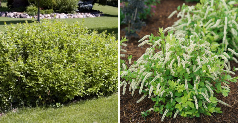 Low-Water Shrubs That Thrive In North Carolina Landscapes