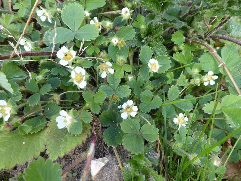Barren Strawberry