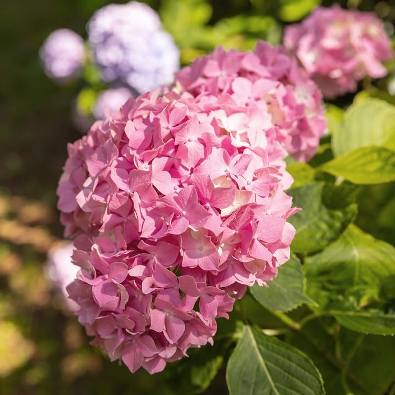 Raise pH For Pink Blooms