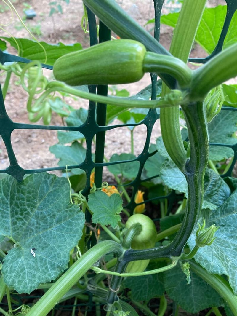 Climbing Zucchini Varieties