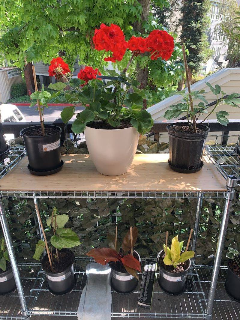 Top Tropicals Nursery Showcasing Tropical Elegance