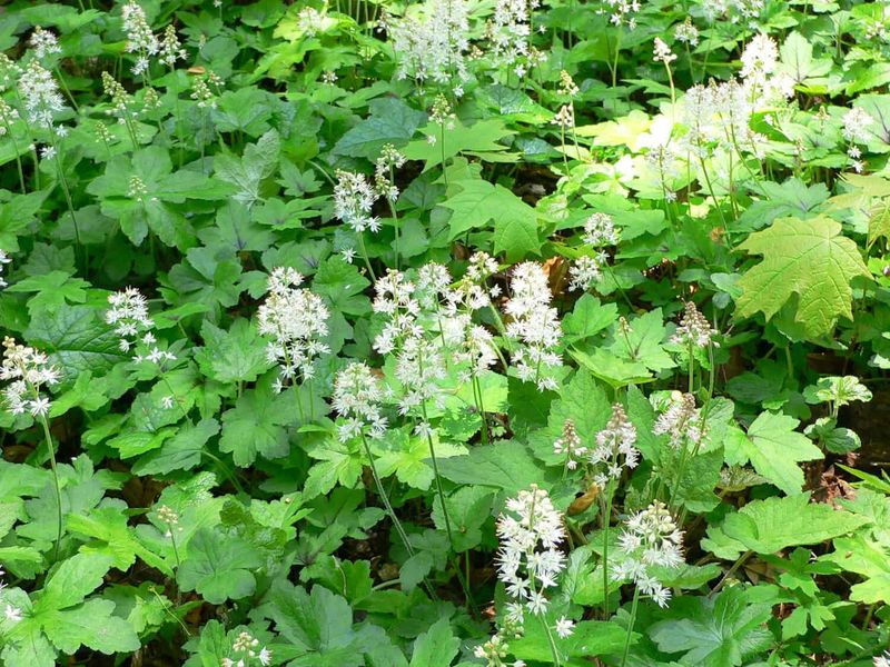 Foamflower Spreads Beautiful Groundcover In Deep Shaded Areas