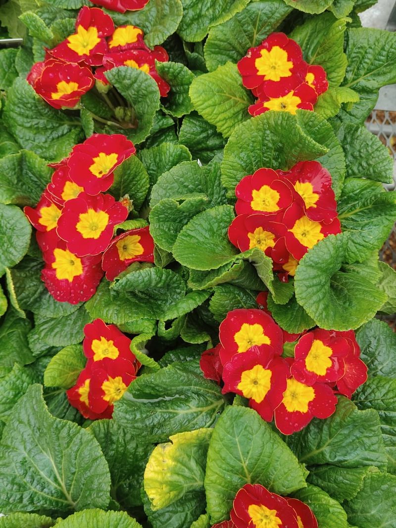 Primrose