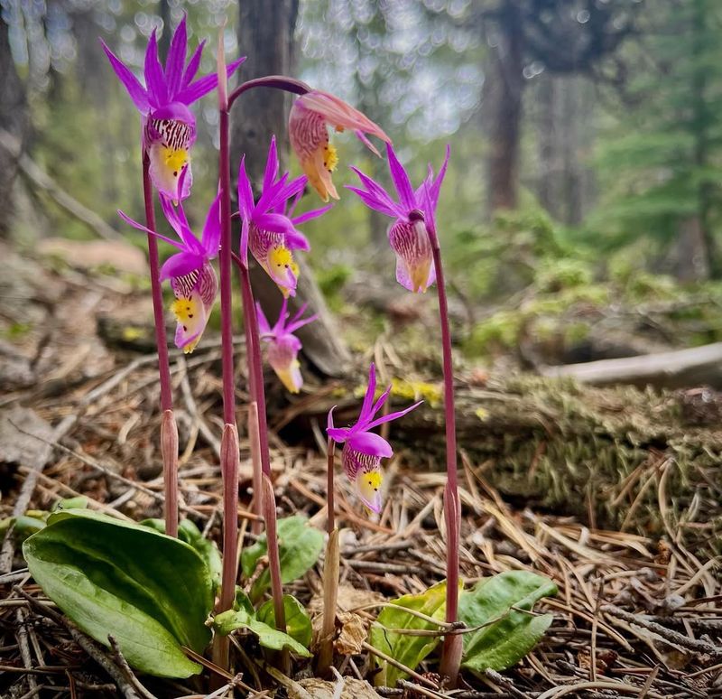 Fairy Slipper Orchid
