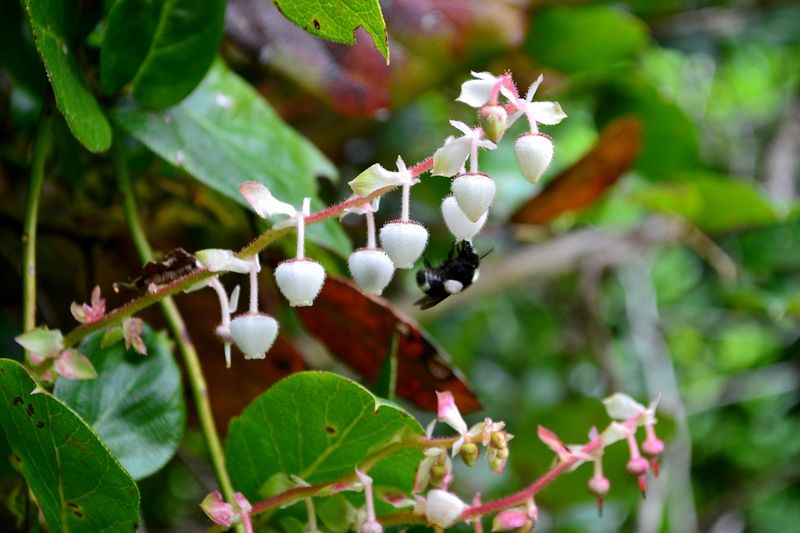 Salal