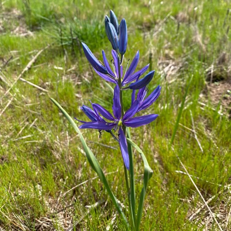 Camas