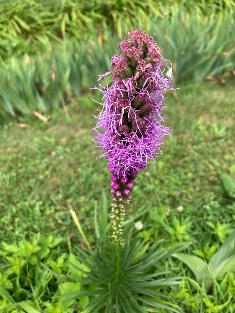 Color That Stands Tall