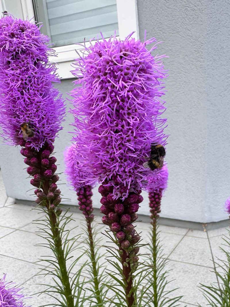 Tall Color That Lasts