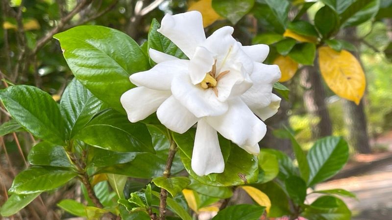 Cold Spring Nights Stress Gardenias