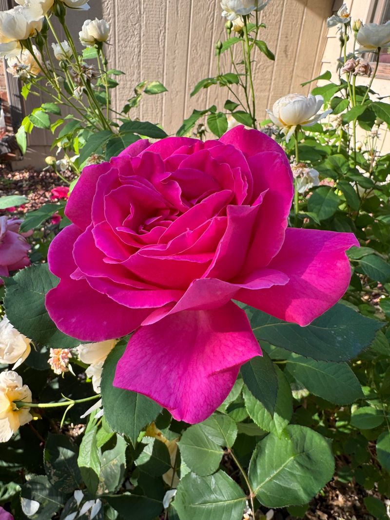 Rose (Large-Flowered Varieties)