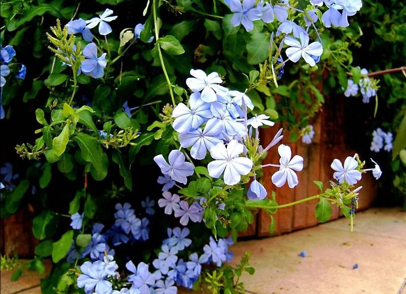 Plumbago Keeps Blooming And Keeps Shedding