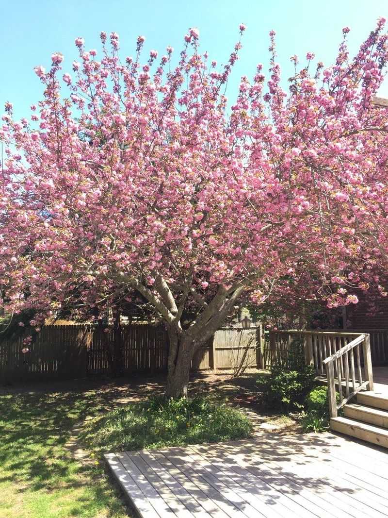 Cherry Tree Flowers On Growth From Last Year