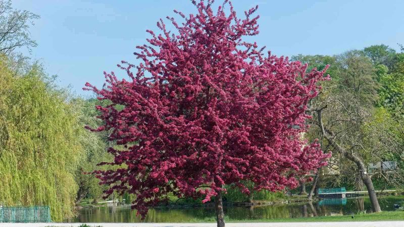 Crabapple (Malus spp.)
