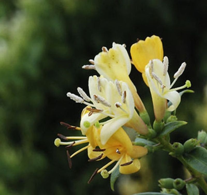 Honeysuckle 