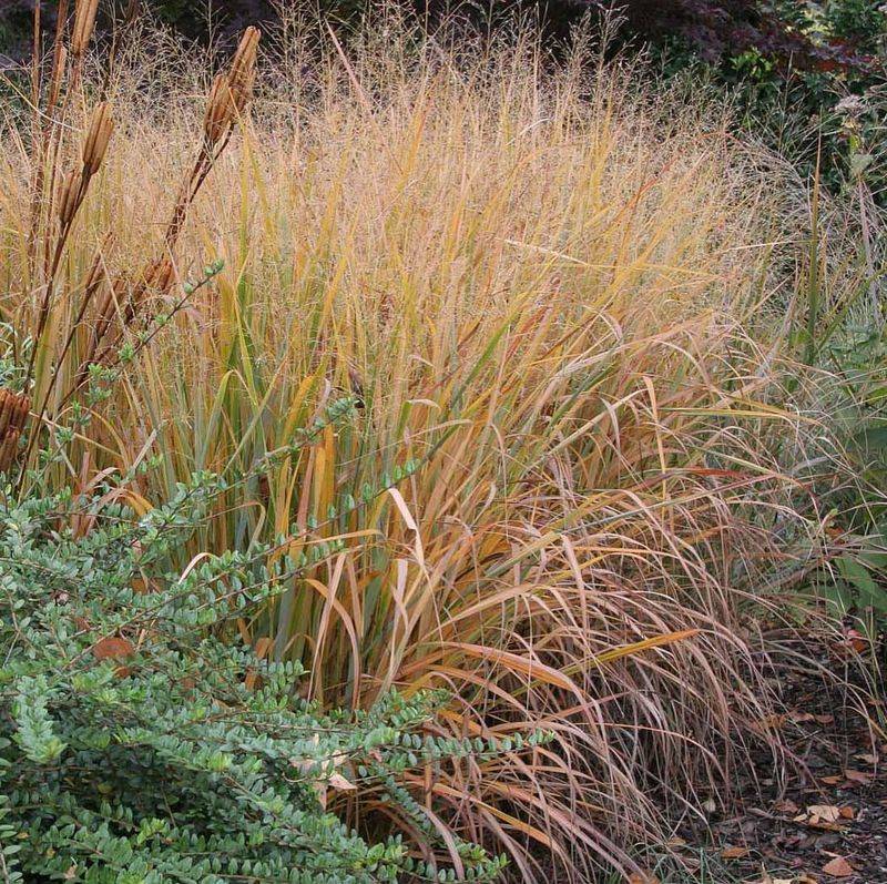 Switchgrass Grows Stronger After Old Growth Is Removed
