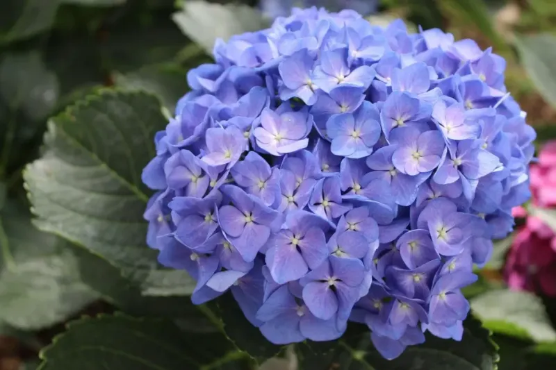 Apply A Light, Balanced Fertilizer