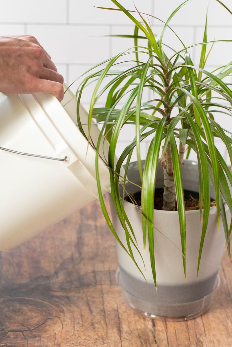 Feed With Balanced Fertilizer During Growing Season