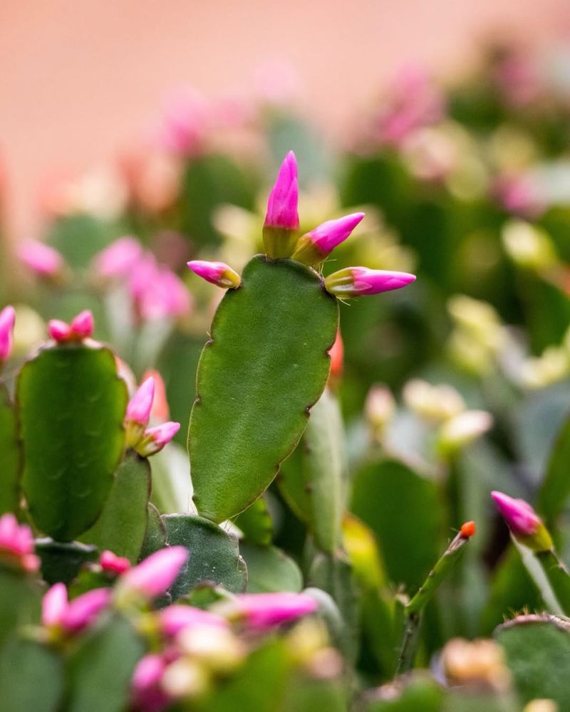 Increase Humidity For Healthier Plants