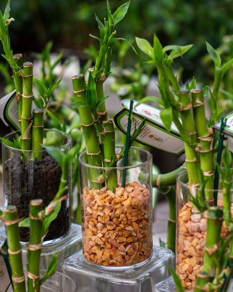 Clean The Container To Prevent Algae Growth