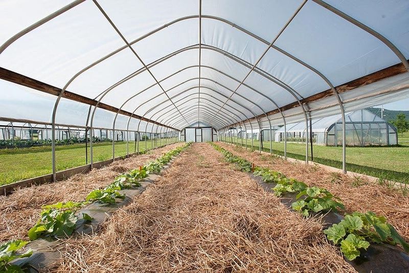 Reduces Pest Pressure In Early Spring