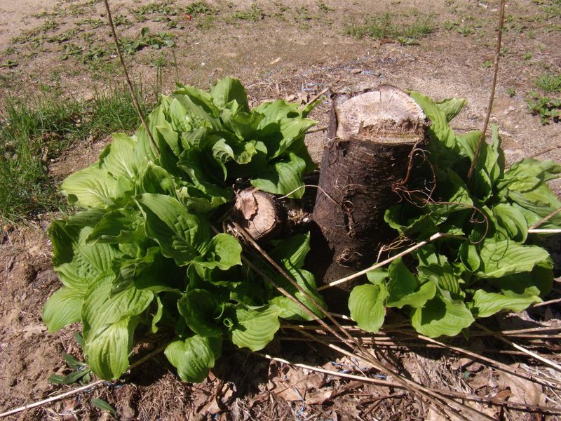 Create A Fern And Hostas Shade Corner