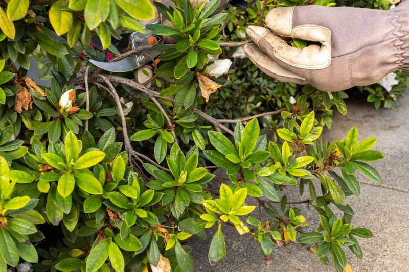 Use Clean Sharp Pruning Tools