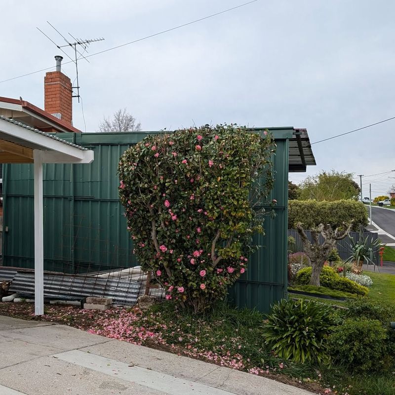 Shape The Shrub Lightly Instead Of Cutting Back Hard