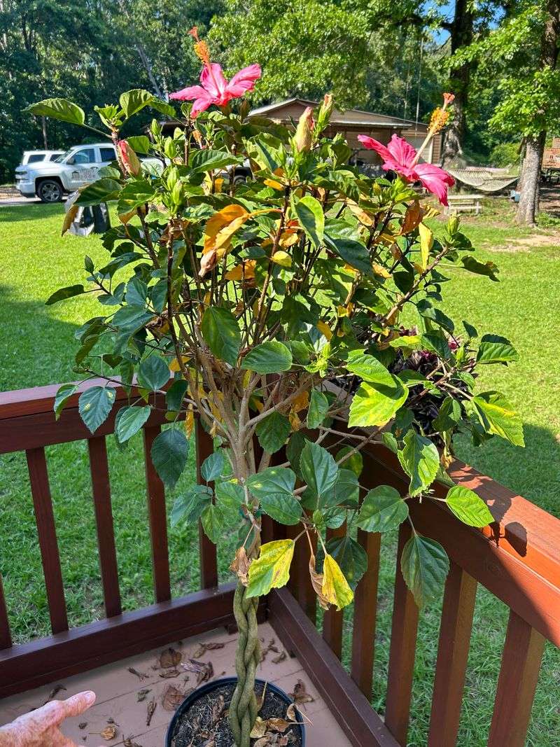 Feed And Water After Pruning To Support Strong Blooms