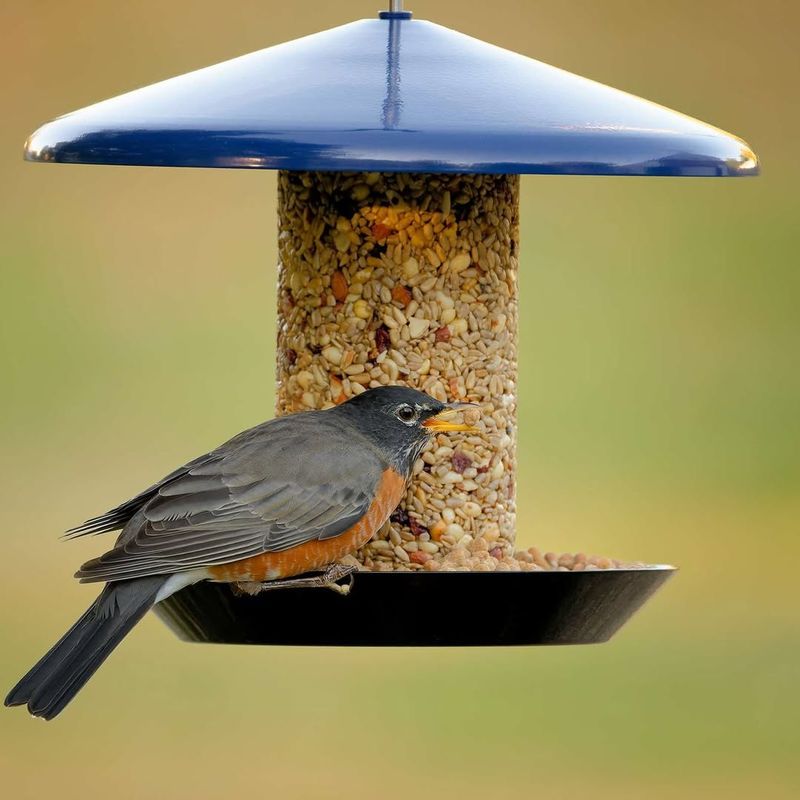 Feed Birds Responsibly And Keep The Setup Squirrel-Smart