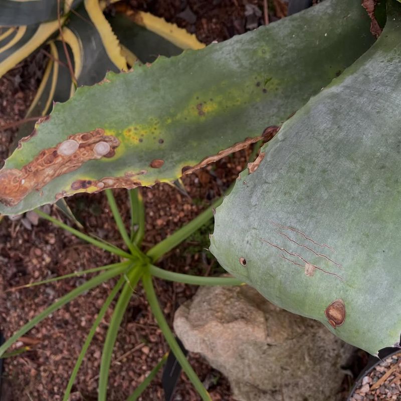 Watch For Signs Of Agave Snout Weevil Damage Early