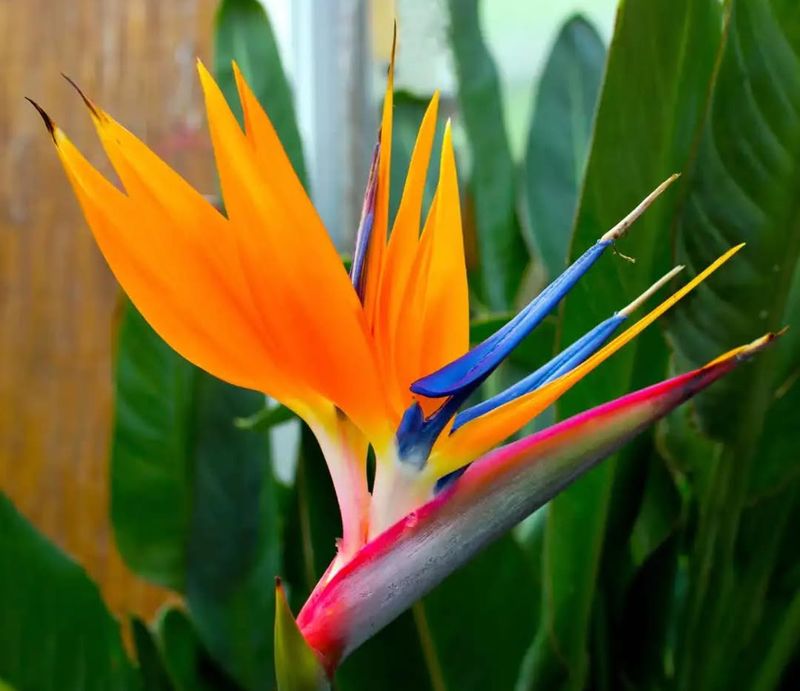 Bird Of Paradise