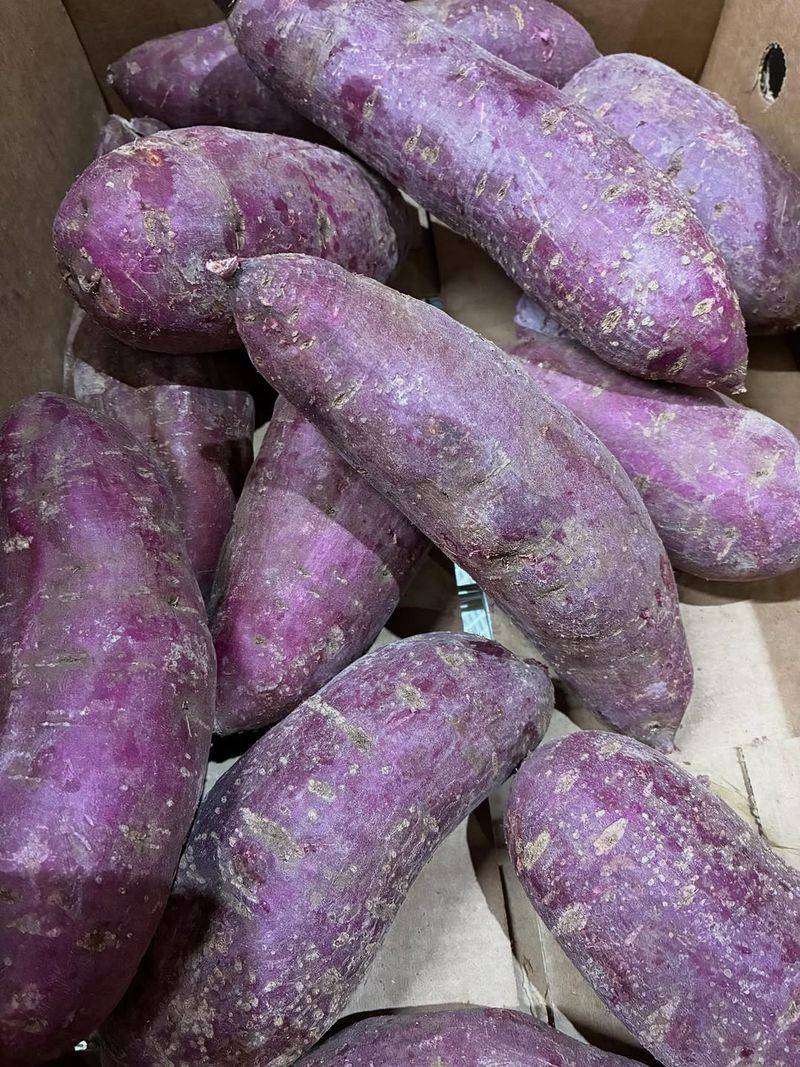 Purple Sweet Potatoes (New Variety In NC)