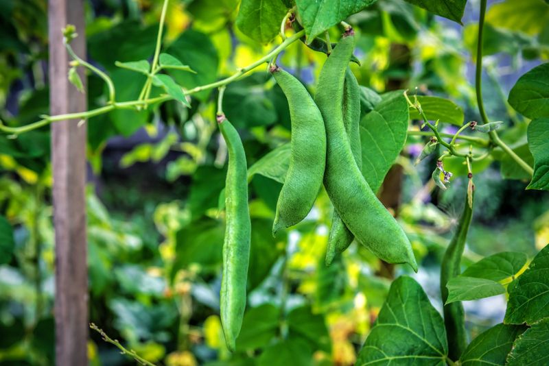Lima Beans Prefer Warm, Humid Conditions