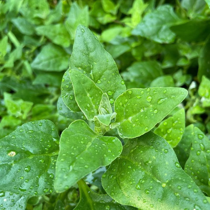 New Zealand Spinach Handles Dry Conditions Better